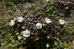 Gentianella saxosa