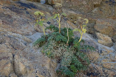 Anisotome lyallii
