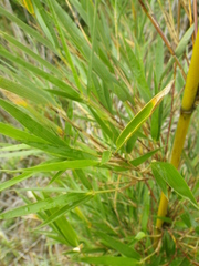 Bergbambos tessellata