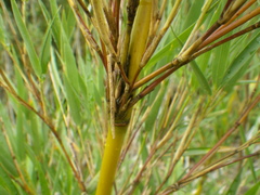 Bergbambos tessellata