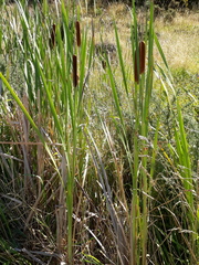 Typha orientalis