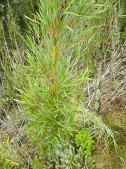 Bergbambos tessellata