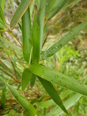 Bergbambos tessellata