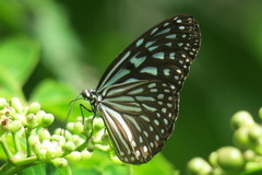 Ideopsis vulgaris macrina
