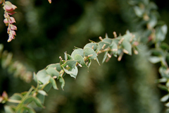 Acacia pravissima
