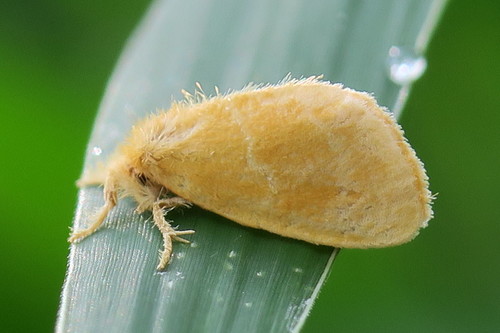 Yellow Tussock