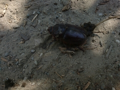 Oryctes nasicornis corniculatus