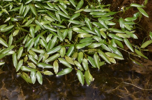 Potamogeton cristatus iNat (2)