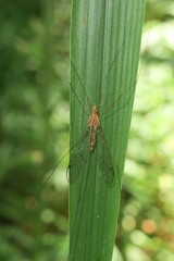 Megistocera