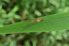 Megistocera