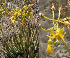 Cotyledon campanulata
