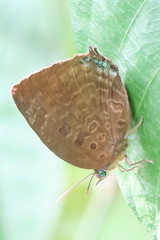 Arhopala centaurus nakula