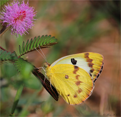 Colotis fausta