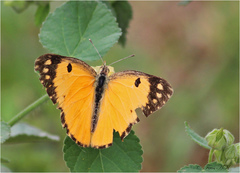Colotis fausta