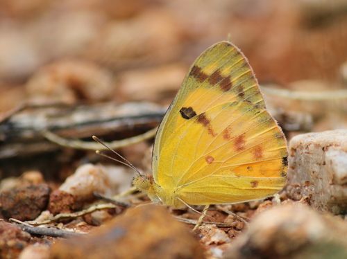 Large Salmon Arab Tip