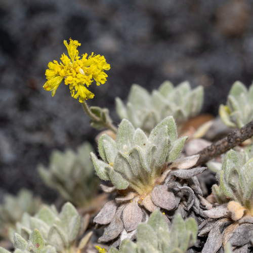 Acker Rock Wild Buckwheat (Eriogonum villosissimum)