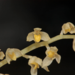 Bulbophyllum apodum - Photo (c) Raabbustamante, some rights reserved (CC BY-SA)