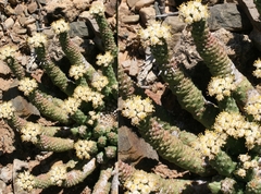 Euphorbia esculenta