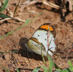 Colotis etrida