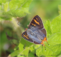 Cigaritis schistacea