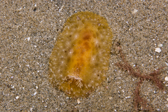 Sclerodoris