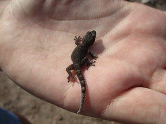 Tarentola delalandii