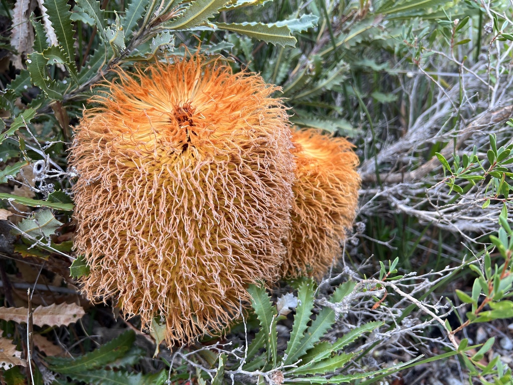 Woolly Banksia