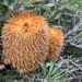 Woolly Banksia - Photo (c) pmnewport, some rights reserved (CC BY-NC)