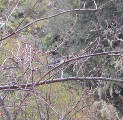 Fringilla coelebs canariensis