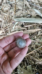 Elaphroconcha