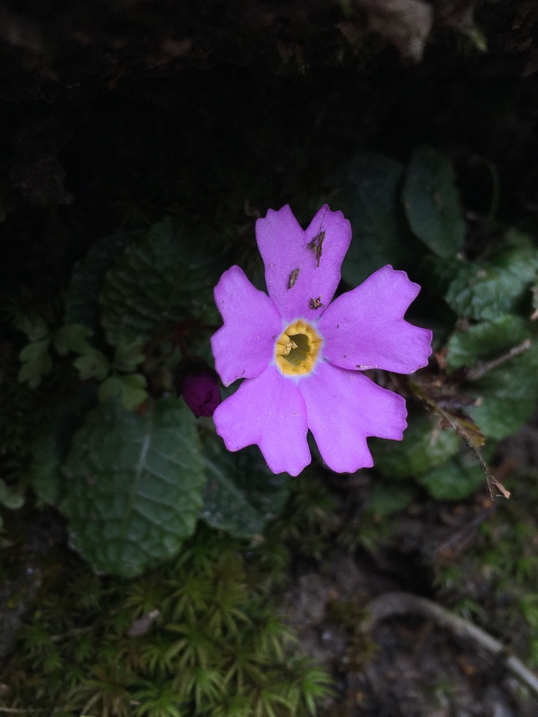 Primula nghialoensis (Primula nghialoensis)