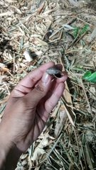 Elaphroconcha