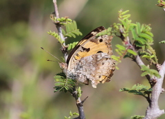 Junonia hierta hierta