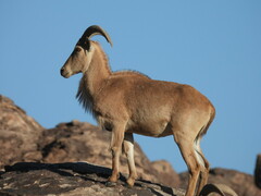Barbary Sheep photo 2