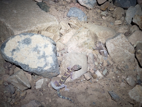 Texas Banded Gecko