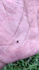 Gyraulus convexiusculus