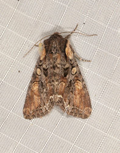 Nevada Arches Moth photo 2