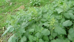 Urtica pilulifera