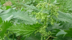 Urtica pilulifera