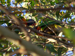 Trichoglossus moluccanus