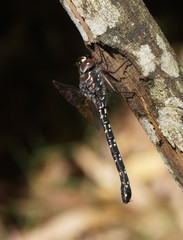 Austroaeschna multipunctata