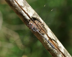 Austroaeschna multipunctata