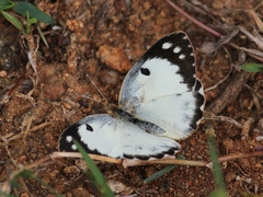 Colotis fausta