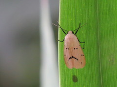 Spilarctia subcarnea