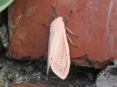 Creatonotos transiens vacillans
