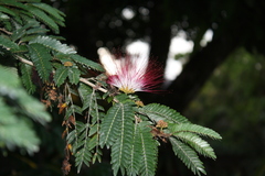 Albizia julibrissin image