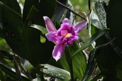 Sobralia wilsoniana image