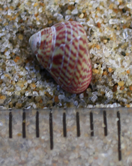 Micrelenchus sanguineus