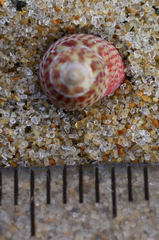 Micrelenchus sanguineus