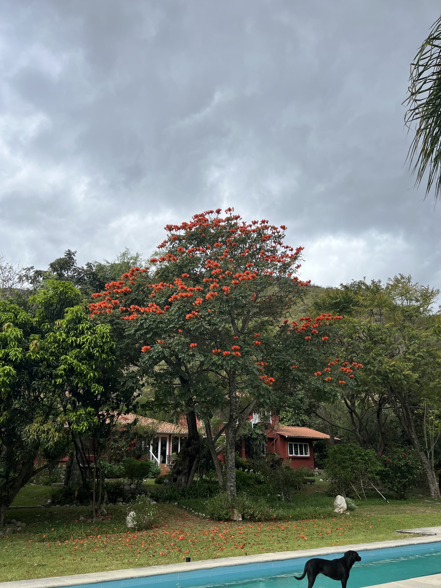 Bignoniaceae image
